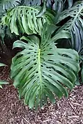 feuille d'une plante mature.