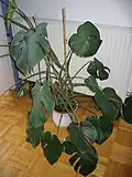 Jeune plante en pot.