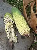 Fruits mûrs.