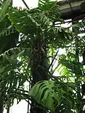 Monstera sp. aff. lechleriana 'Esqueleto': une plante scientifiquement non décrite qui a été précédemment identifiée à tort comme Monstera epipremnoides.