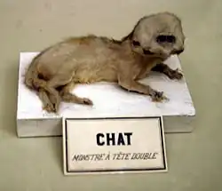 Chat siamois.