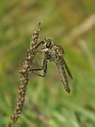 Asilus crabroniformis, un Asilidae.