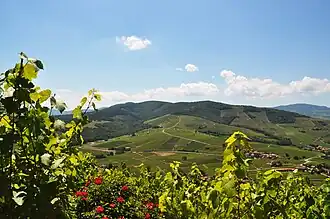 Mont Brouilly et vignobles, au nord.