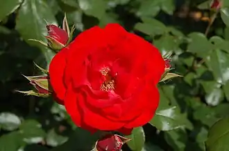 Image illustrative de l’article Montana (rose)