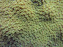 Orbicella annularis
