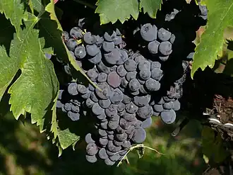 Sagrantino