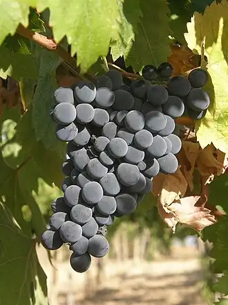 Montepulciano (cépage)