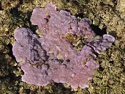 Montipora flabellata