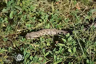 Description de l'image Montivipera latifii 162902289.jpg.