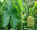 Feuillage et infrutescence de Montrichardia arborescens dans une mangrove du nord-ouest du Panama
