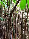Pieds d'une population de Montrichardia arborescens