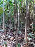 Pieds d'une population de Montrichardia arborescens
