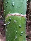 Tige de Montrichardia arborescens (détail)