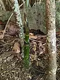 Jeune pied de Montrichardia arborescens