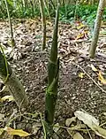 Jeune pied de Montrichardia arborescens