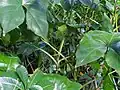Feuillage de Montrichardia arborescens