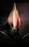 Inflorescence de Montrichardia arborescens au Suriname