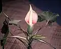 Inflorescence de Montrichardia arborescens au Suriname