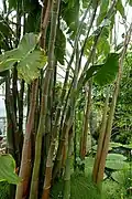 Montrichardia arborescens cultivés au jardin botanique de Brooklyn