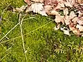 Hypnum cupressiforme (Hypnaceae) (à gauche), Dicranum scoparium (Dicranaceae) (au centre), Polytrichum formosum (Polytrichaceae) et Pleurozium schreberi (Hylocomiaceae) (à droite)