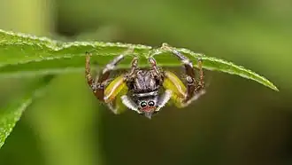 Mopsus mormon