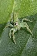Mopsus mormon ♀