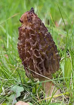 Morchella conica (Ascomycota)