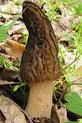 Morchella elata chapeau alveolé à crêtes brun foncé