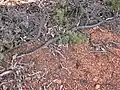 Morelia spilota imbricata est un python non venimeux, mais sa morsure peut facilement s'infecter: ne pas manipuler.