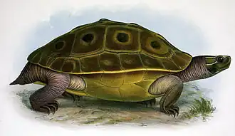 Morenia ocellata