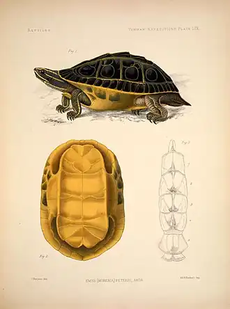 Description de l'image Morenia petersi.jpg.