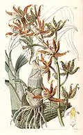 Mormodes lineata.