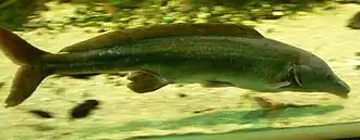 photo d'un poisson.
