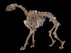 Moropus