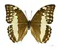 ♀