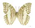 ♀ △