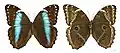Morpho (Morpho) helenor helenor - MHNT