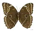 Morpho helenor helenor △ ♀ - MHNT