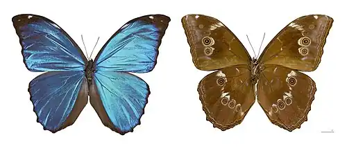 Morpho (Crasseia) menelaus MHNT