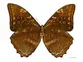 Morpho telemachus telemachus ♂△