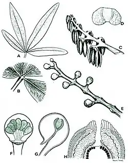 A) Structure de la feuille B) Venation C) Sacs de pollen D) Grain de pollen E) Structure de la graine F) Cupule G) Cupule latérale H) Ovule