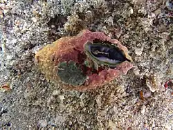Morula aspera?
