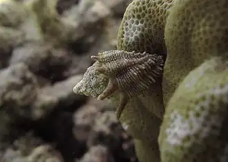 Morula coronata