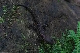 Description de l'image Morunasaurus annularis 75491002.jpg.