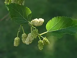 Variété à fruits blancs.