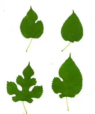 La forme des feuilles de mûrier est très variable.