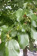 Branche de Morus alba.