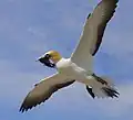 Un fou austral en vol