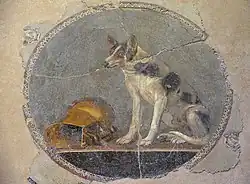 Mosaïque du chien assis, Égypte lagide, IIe&nbsp;siècle&nbsp;av. J.-C. Bibliotheca Alexandrina.