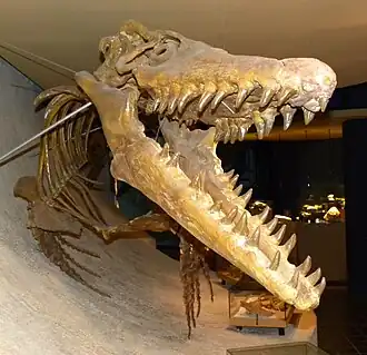 Vue de face d'un crâne reconstitué d'un reptile marin exposée dans un musée.